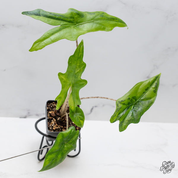 Alocasia 'Bat Wing' Variegated (wk49-UA)