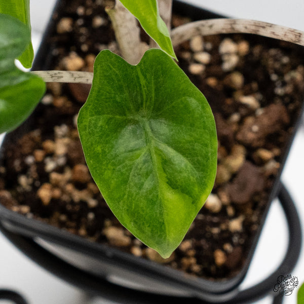 Alocasia 'Bat Wing' Variegated (wk49-UA)