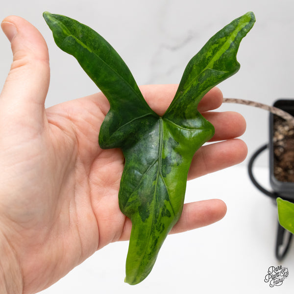 Alocasia 'Bat Wing' variegated (wk2-UD)