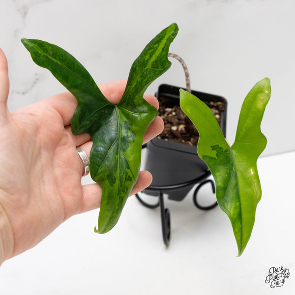 Alocasia 'Bat Wing' variegated (wk2-UD)