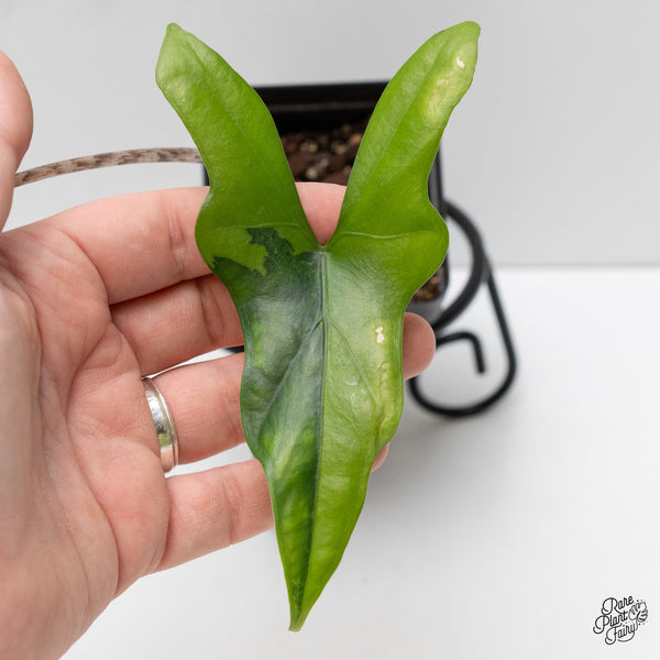 Alocasia 'Bat Wing' variegated (wk2-UD)