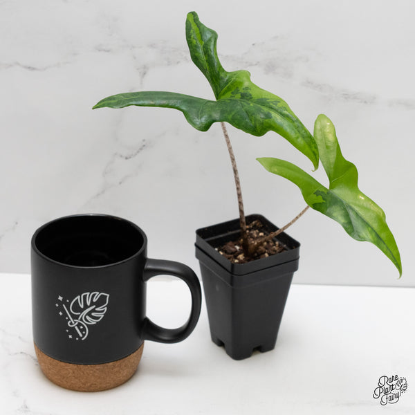 Alocasia 'Bat Wing' variegated (wk2-UD)