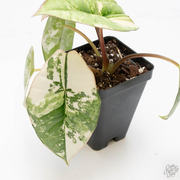 Alocasia 'Bisma Platinum' Albo Variegated (wk10-K)