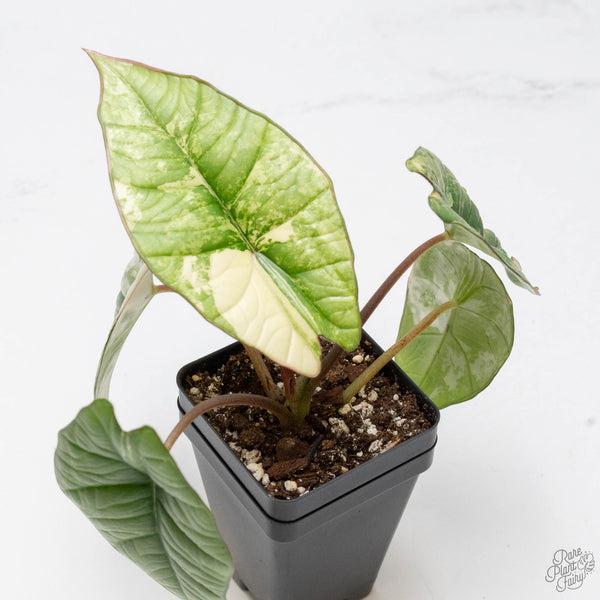 Alocasia 'Bisma Platinum' Albo Variegated (wk10-K)