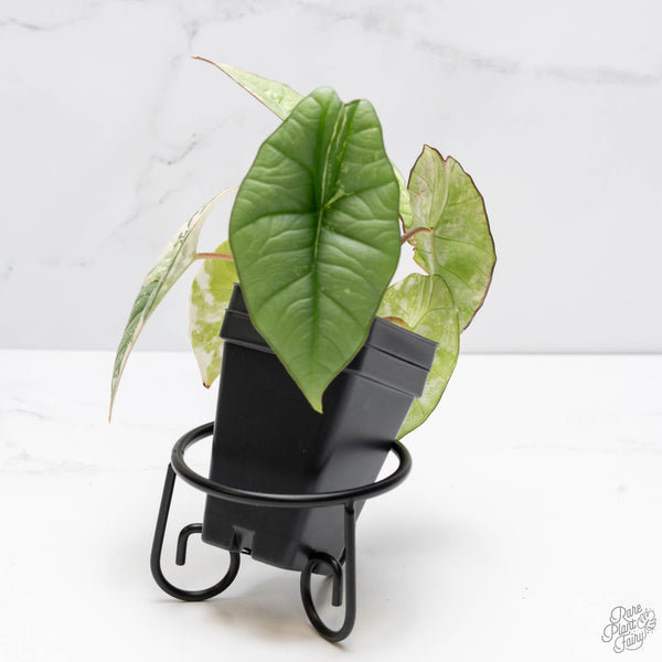 Alocasia 'Bisma Platinum' Albo Variegated (wk10-K)