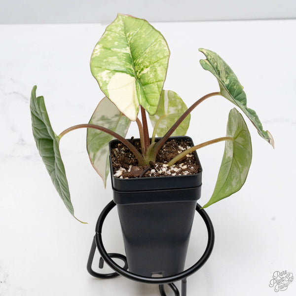 Alocasia 'Bisma Platinum' Albo Variegated (wk10-K)