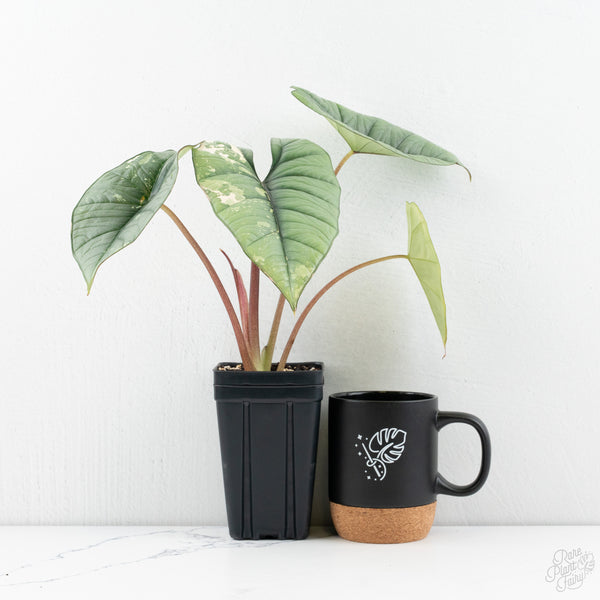 Alocasia 'Bisma Platinum' Albo Variegated (wk9-P) *Corming Size*