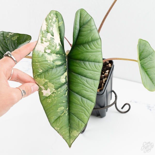 Alocasia 'Bisma Platinum' Albo Variegated (wk9-P) *Corming Size*