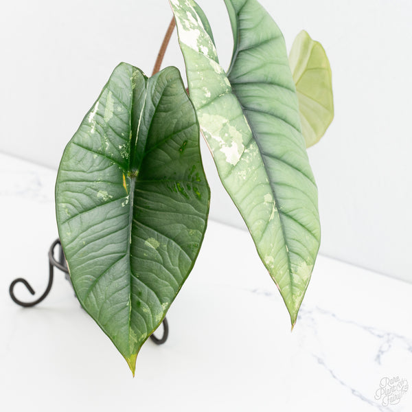 Alocasia 'Bisma Platinum' Albo Variegated (wk9-P) *Corming Size*