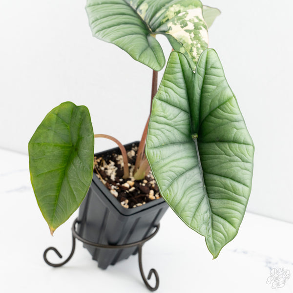 Alocasia 'Bisma Platinum' Albo Variegated (wk9-P) *Corming Size*