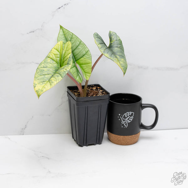 Alocasia 'Bisma Platinum' Aurea Variegated (wk10-UN)