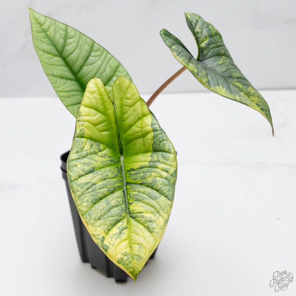Alocasia 'Bisma Platinum' Aurea Variegated (wk10-UN)