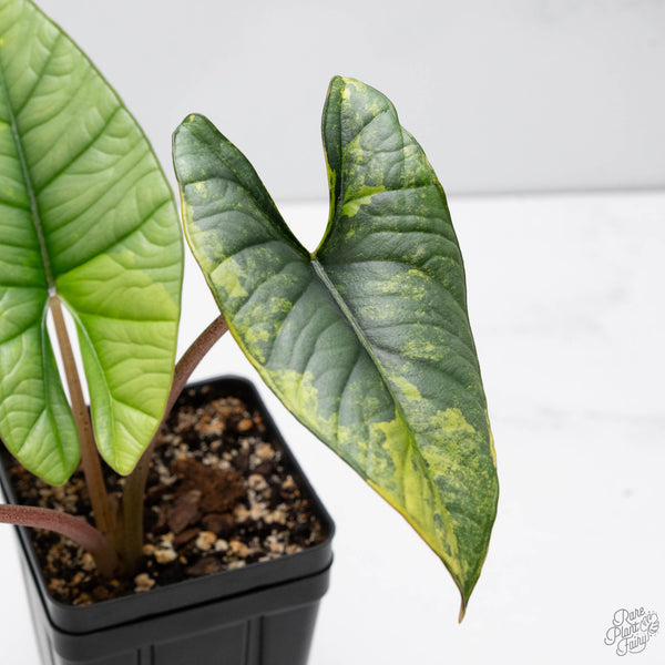 Alocasia 'Bisma Platinum' Aurea Variegated (wk10-UN)