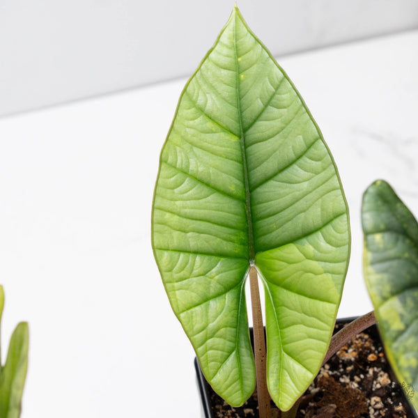 Alocasia 'Bisma Platinum' Aurea Variegated (wk10-UN)