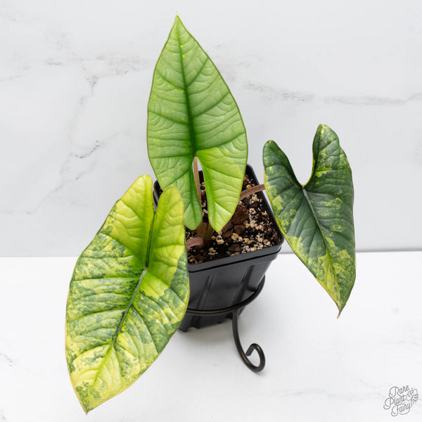 Alocasia 'Bisma Platinum' Aurea Variegated (wk10-UN)