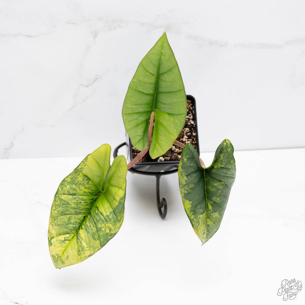 Alocasia 'Bisma Platinum' Aurea Variegated (wk10-UN)