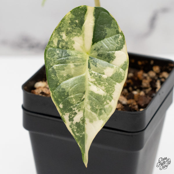 Alocasia 'Bisma Platinum' Albo Variegated (wk46-C)