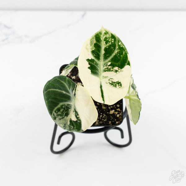 Alocasia 'Black Velvet Ninja' Albo Variegated (wk9-H)