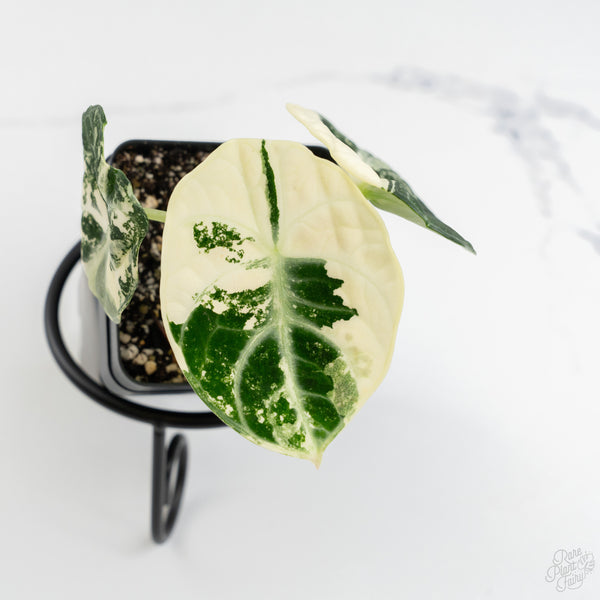 Alocasia 'Black Velvet Ninja' Albo Variegated (wk9-H)