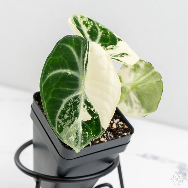 Alocasia 'Black Velvet Ninja' Albo Variegated (wk9-H)
