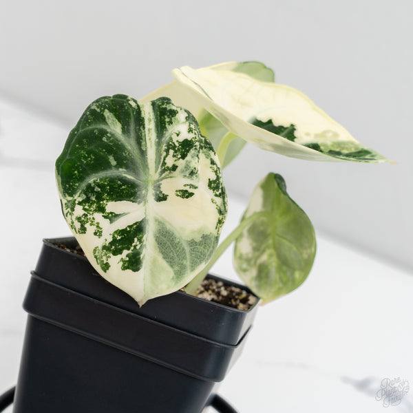 Alocasia 'Black Velvet Ninja' Albo Variegated (wk9-H)