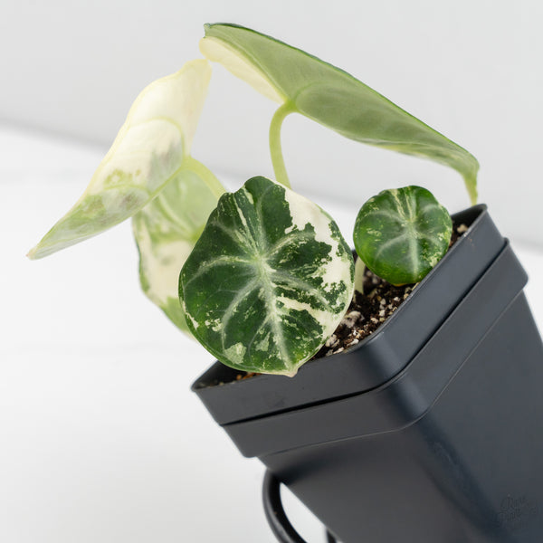 Alocasia 'Black Velvet Ninja' Albo Variegated (wk9-H)