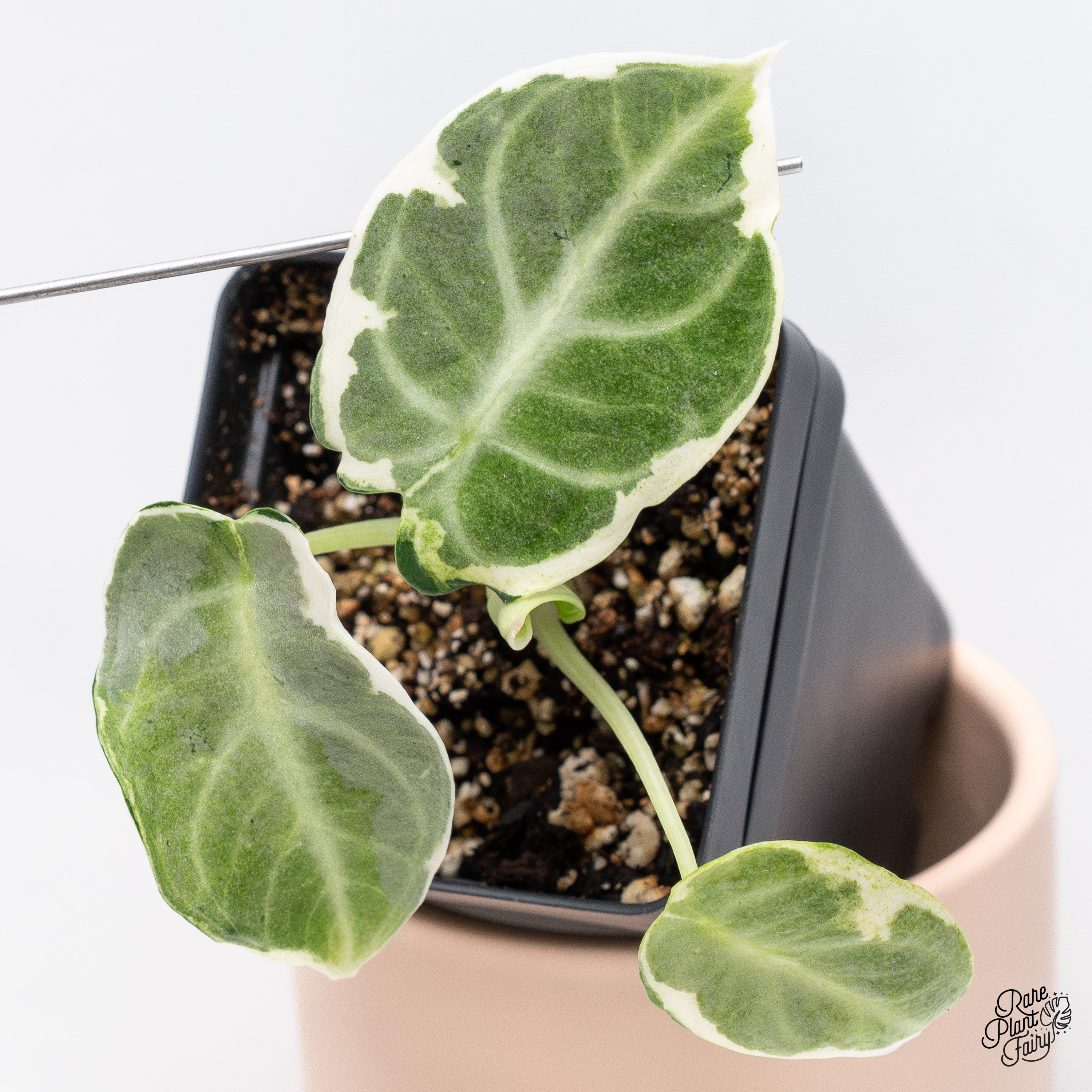 Alocasia 'Black Velvet Ninja' Variegated (wk37-B) – Rare