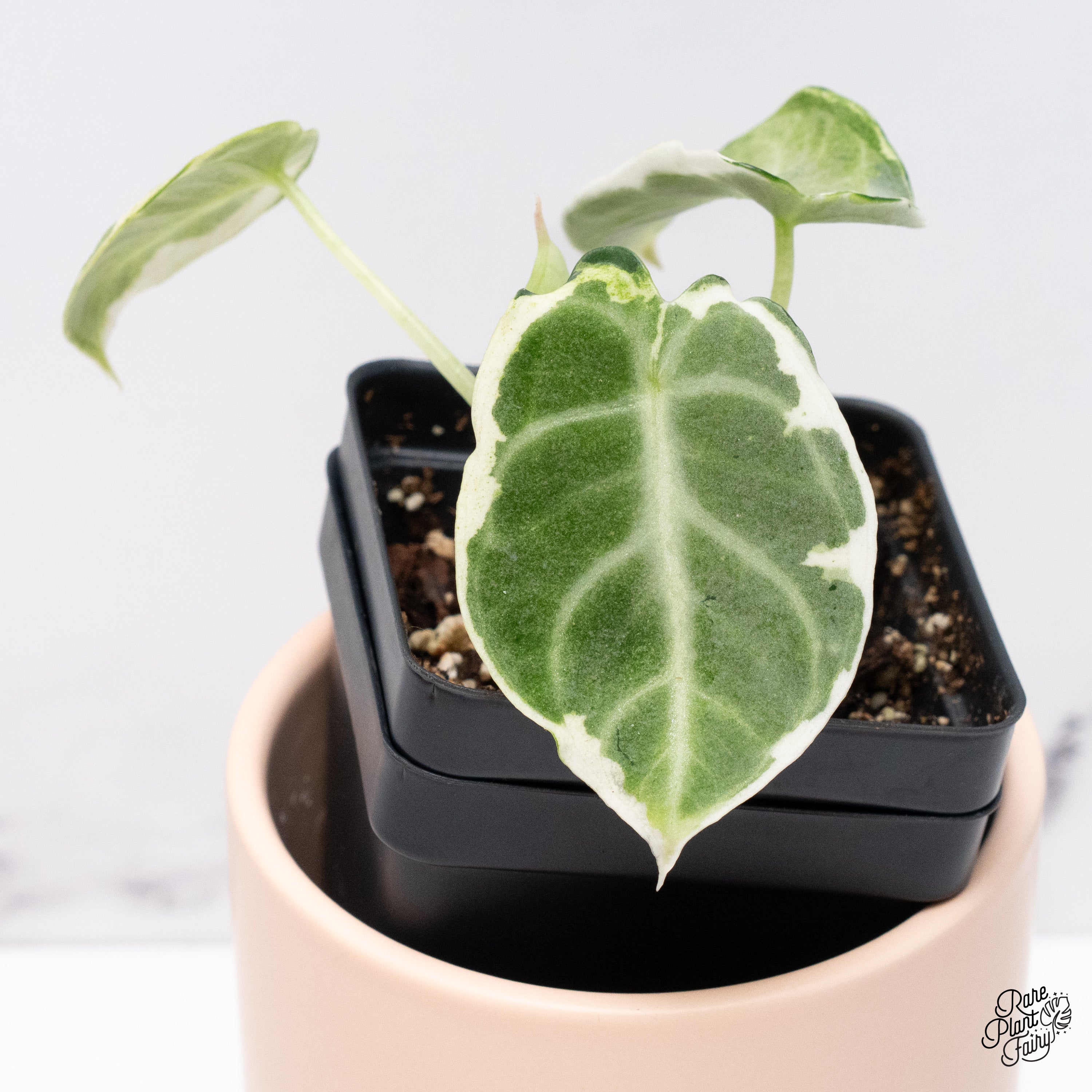 Alocasia 'Black Velvet Ninja' Variegated (wk37-B) – Rare Alocasia 'Black Velvet Ninja' Variegated (wk37-B) – Rare
