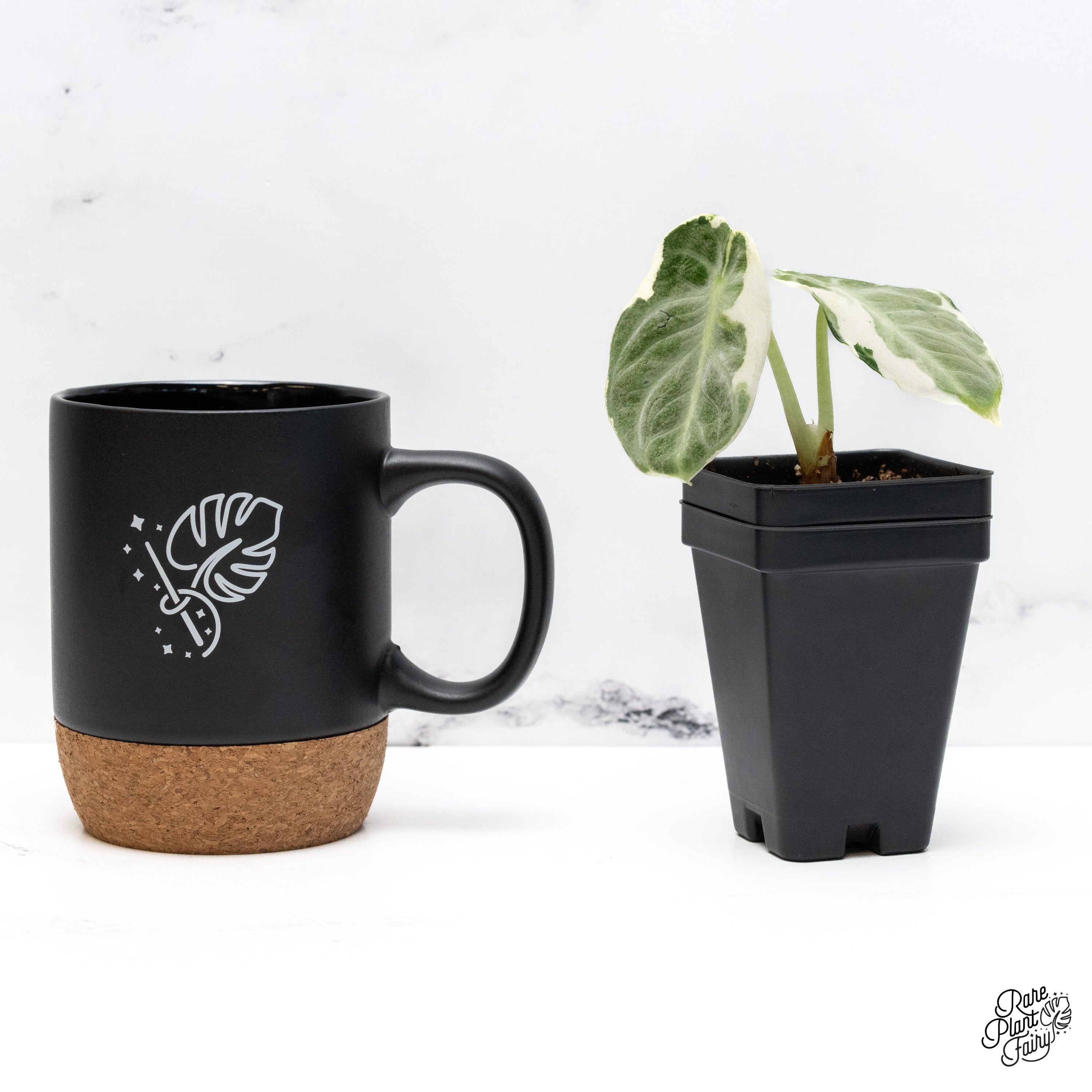 Alocasia 'Black Velvet Ninja' Albo Variegated (wk41-T) – Rare