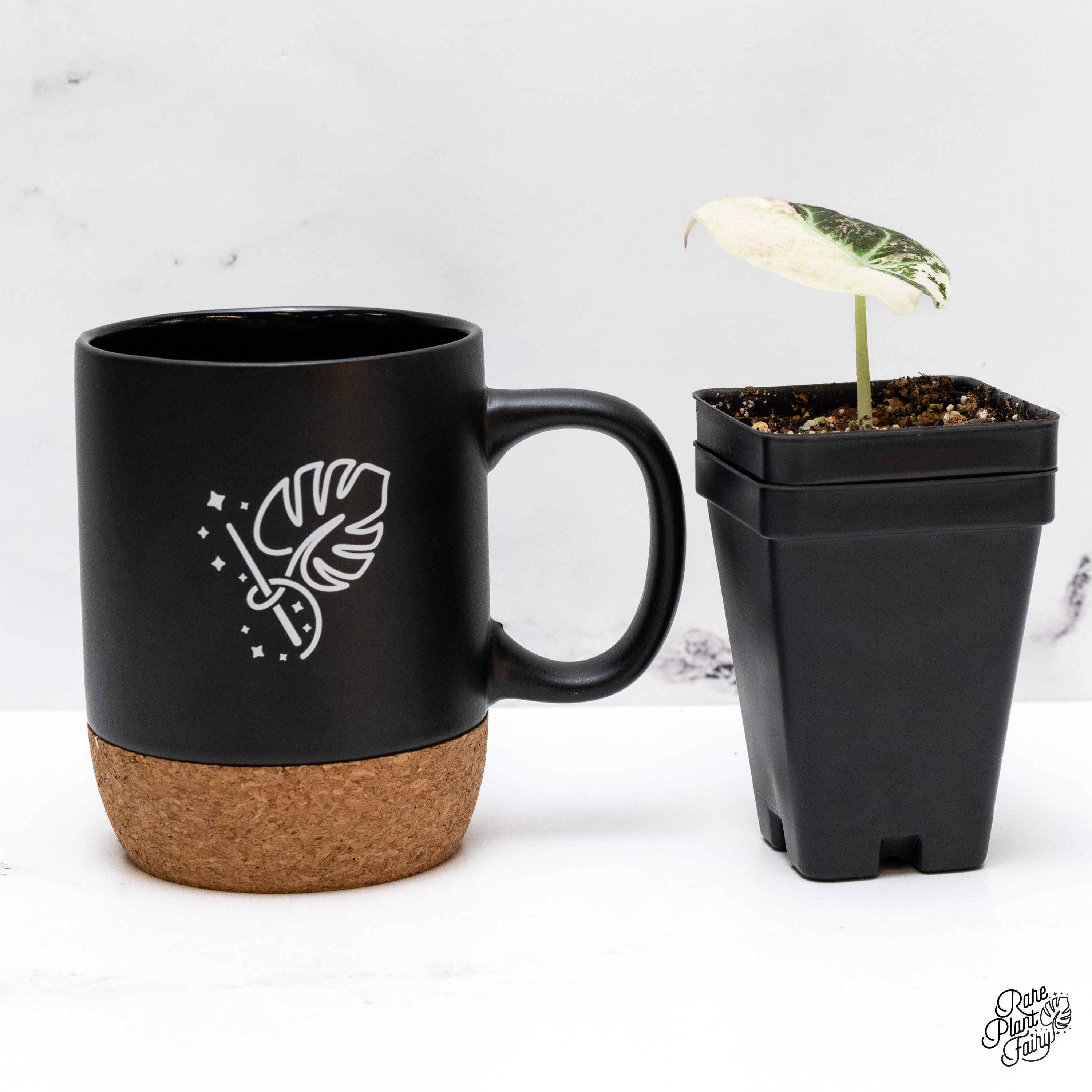 Alocasia 'Black Velvet Ninja' Pink Variegated (wk41-I) – Rare