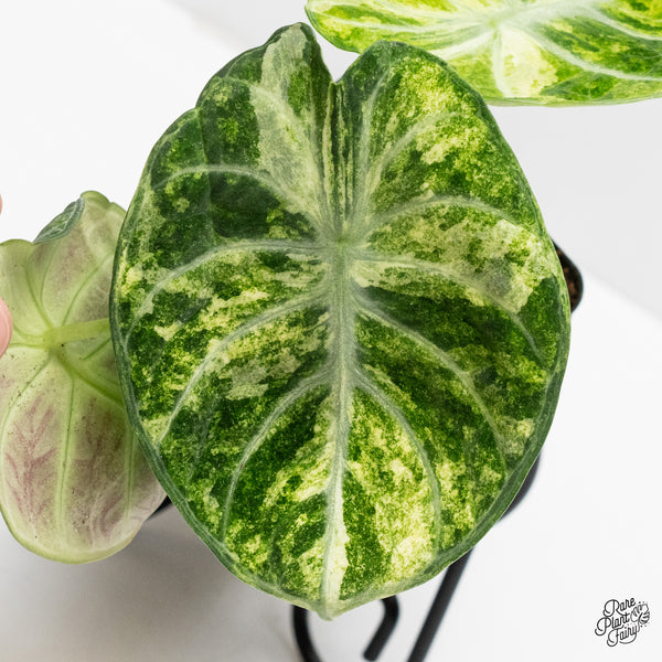 Alocasia 'Black Velvet Ninja' Tricolor/Splash Variegated (wk1-R)
