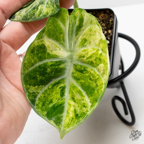 Alocasia 'Black Velvet Ninja' Tricolor/Splash Variegated (wk1-R)