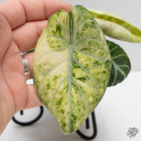 Alocasia 'Black Velvet Ninja' Tricolor/Splash Variegated (wk2-E)