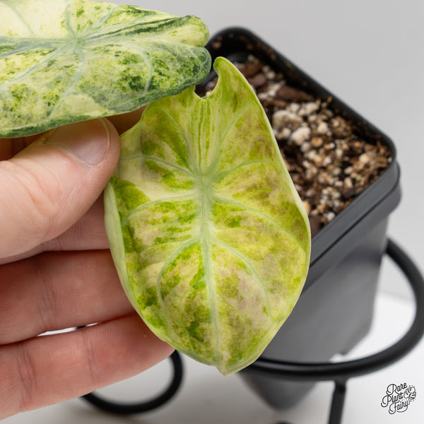 Alocasia 'Black Velvet Ninja' Tricolor/Splash Variegated (wk2-E)