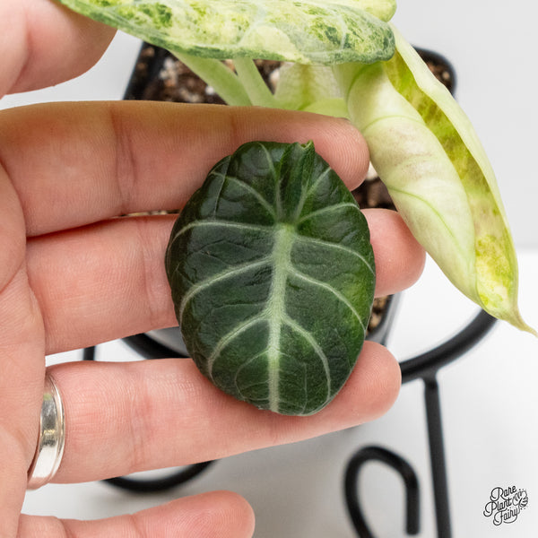 Alocasia 'Black Velvet Ninja' Tricolor/Splash Variegated (wk2-E)