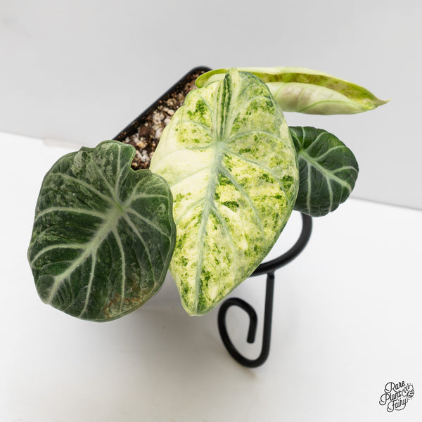 Alocasia 'Black Velvet Ninja' Tricolor/Splash Variegated (wk2-E)