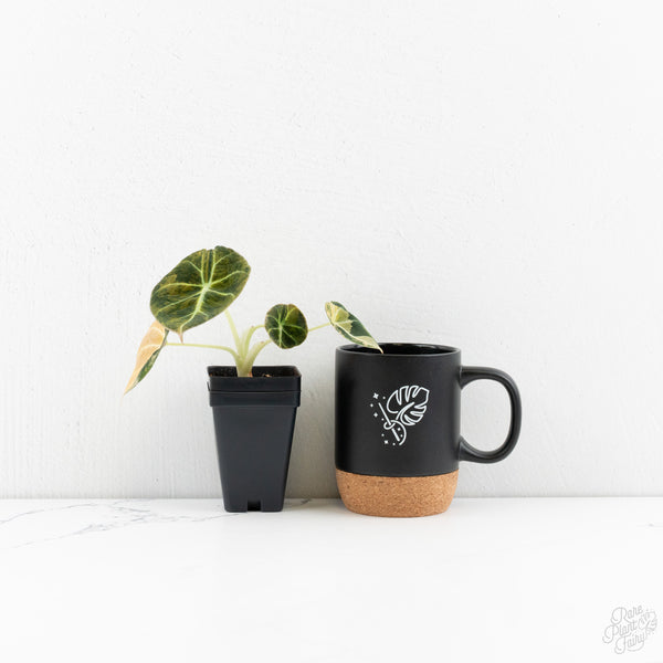 Alocasia 'Black Velvet' Aurea Gold Variegated (wk9-C)