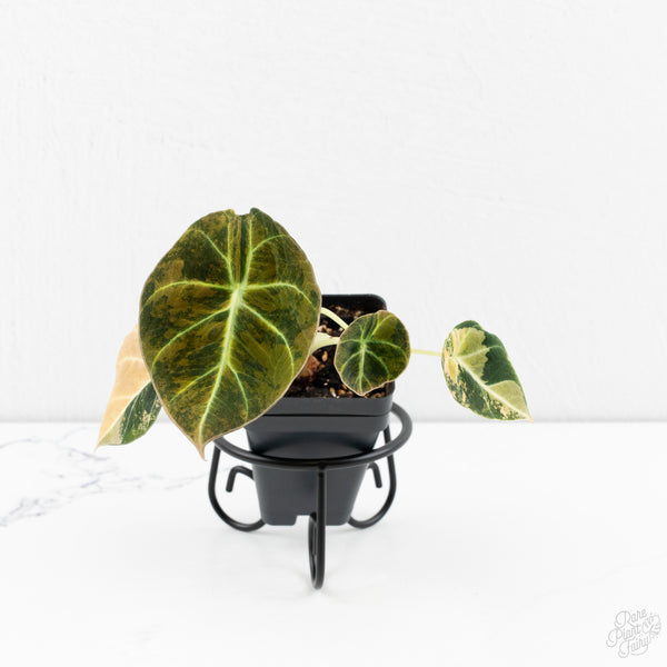 Alocasia 'Black Velvet' Aurea Gold Variegated (wk9-C)