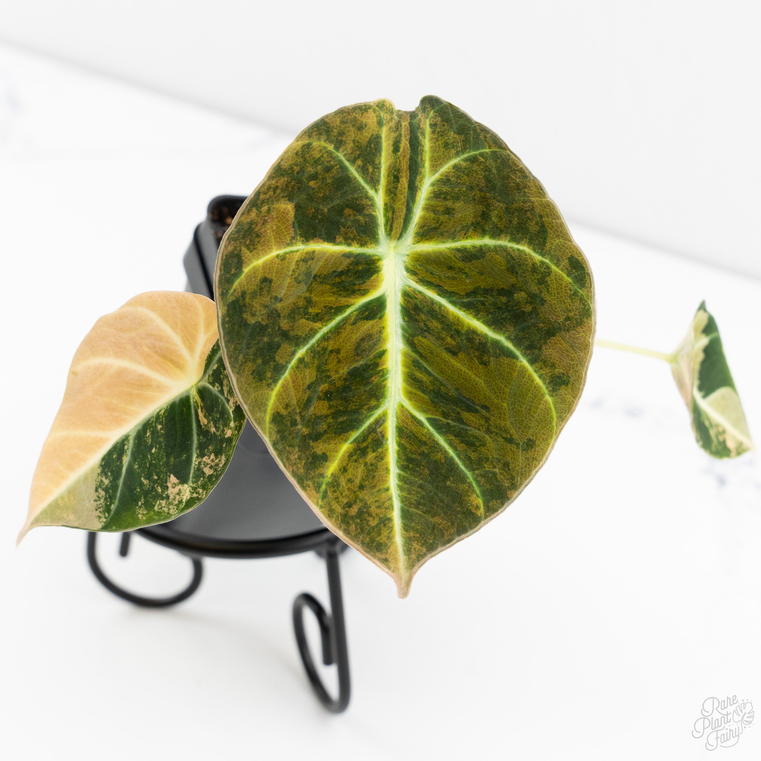 Anthurium Zara '3' x Zara '33' by DocBlock® *Grower's choice