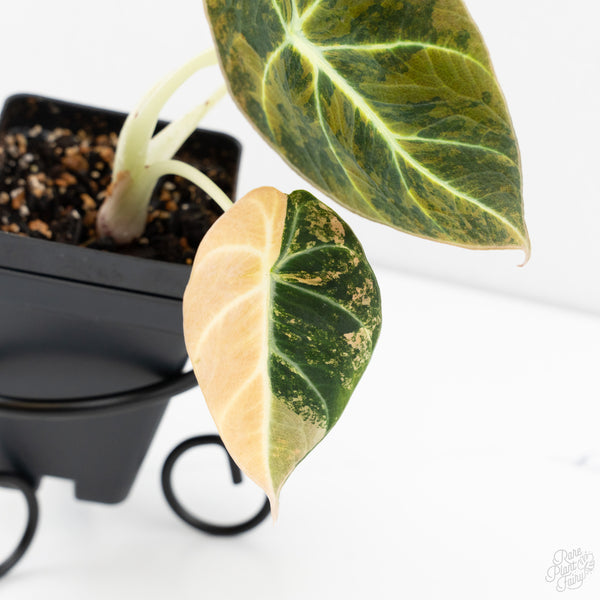 Alocasia 'Black Velvet' Aurea Gold Variegated (wk9-C)
