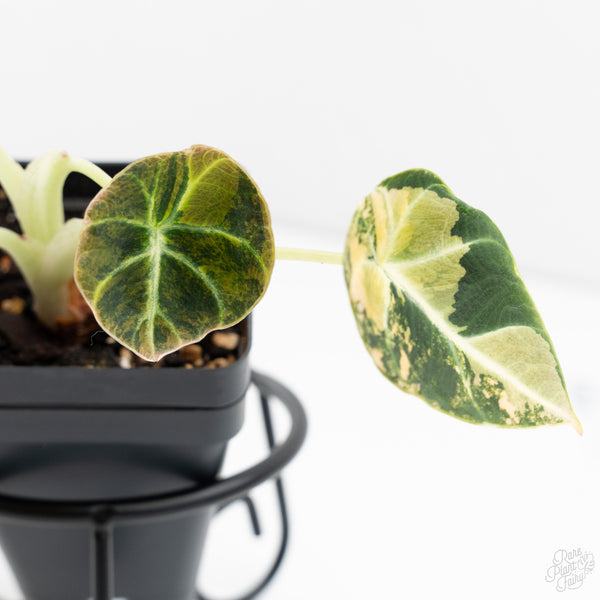 Alocasia 'Black Velvet' Aurea Gold Variegated (wk9-C)