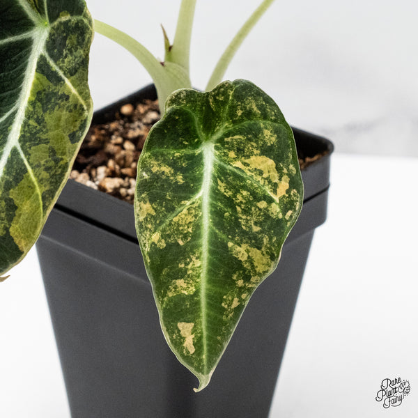 Alocasia 'Black Velvet' Aurea Gold Variegated (wk49-N)