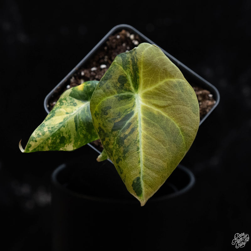 Alocasia 'Black Velvet' Aurea Gold variegated *Grower's Choice*