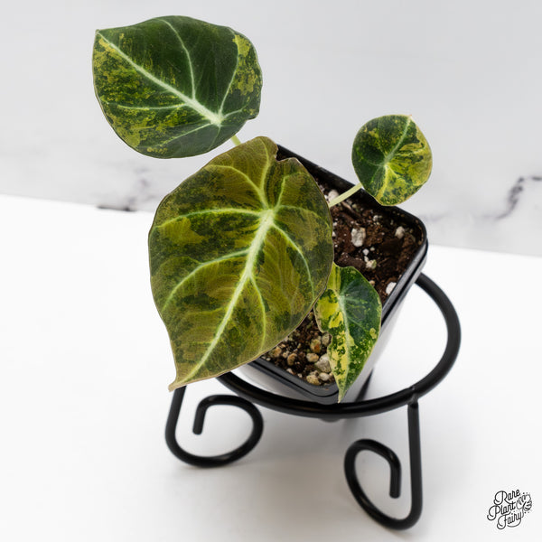 Alocasia 'Black Velvet' Aurea Gold Variegated (wk43-H)