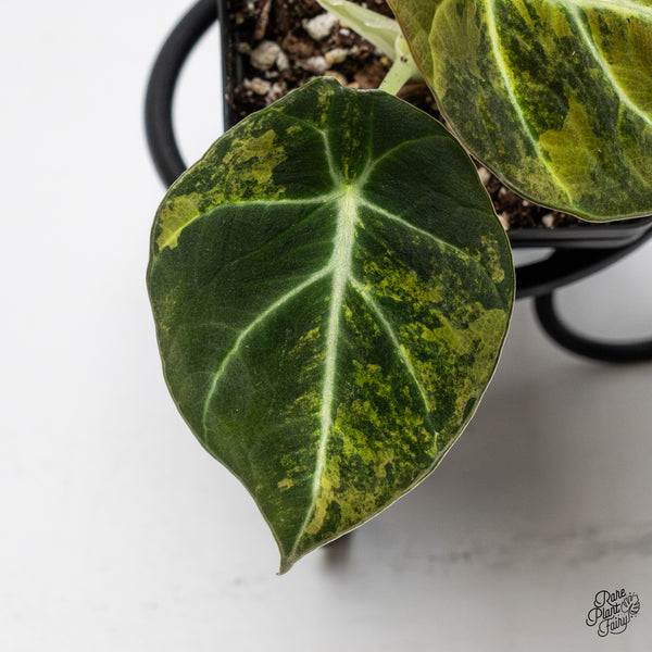 Alocasia 'Black Velvet' Aurea Gold Variegated (wk43-H)