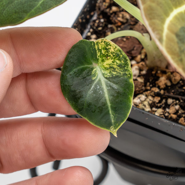 Alocasia 'Black Velvet' Aurea Gold Variegated (wk45-P)