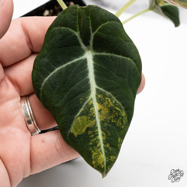 Alocasia 'Black Velvet' Aurea Gold Variegated (wk45-P)