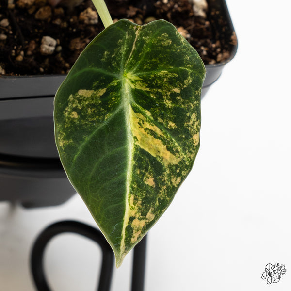 Alocasia 'Black Velvet' Aurea Gold Variegated (wk45-P)