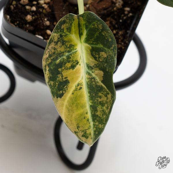 Alocasia 'Black Velvet' Aurea Gold Variegated (wk45-P)