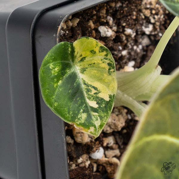 Alocasia 'Black Velvet' Aurea Gold Variegated (wk48-T)